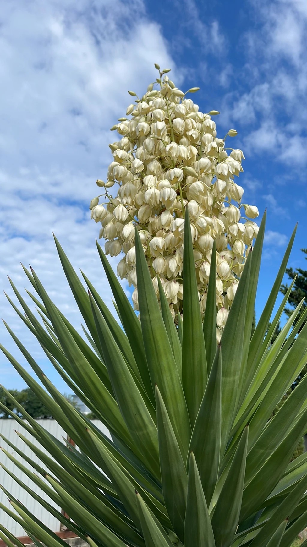 アツバキミガヨラン（厚葉君が代蘭）の花言葉とその文化的意義