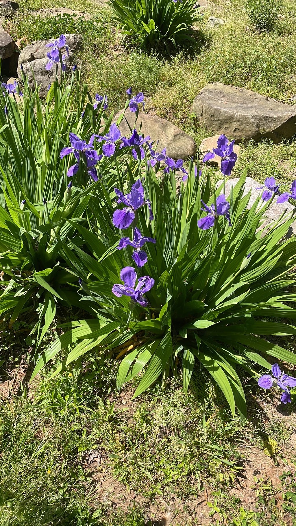 イチハツ（一初）の花言葉とその魅力を探る