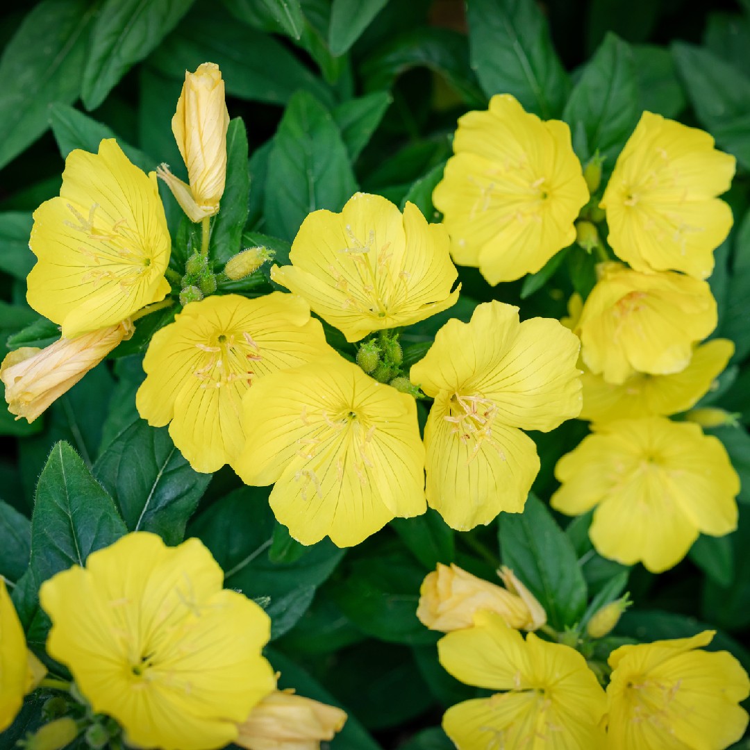 キダチマツヨイグサ 木立待宵草 Oenothera Fruticosa 花言葉 学名 よくある質問 Picturethis