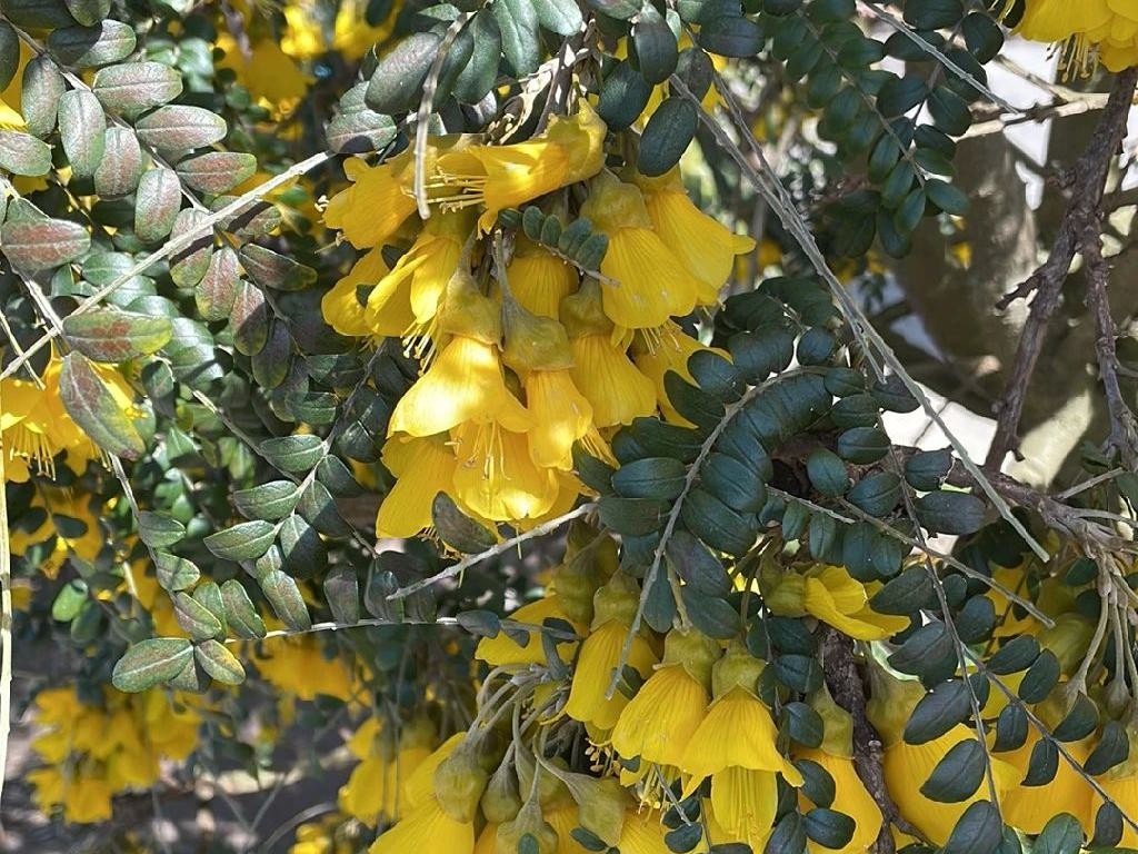 sophora microphylla