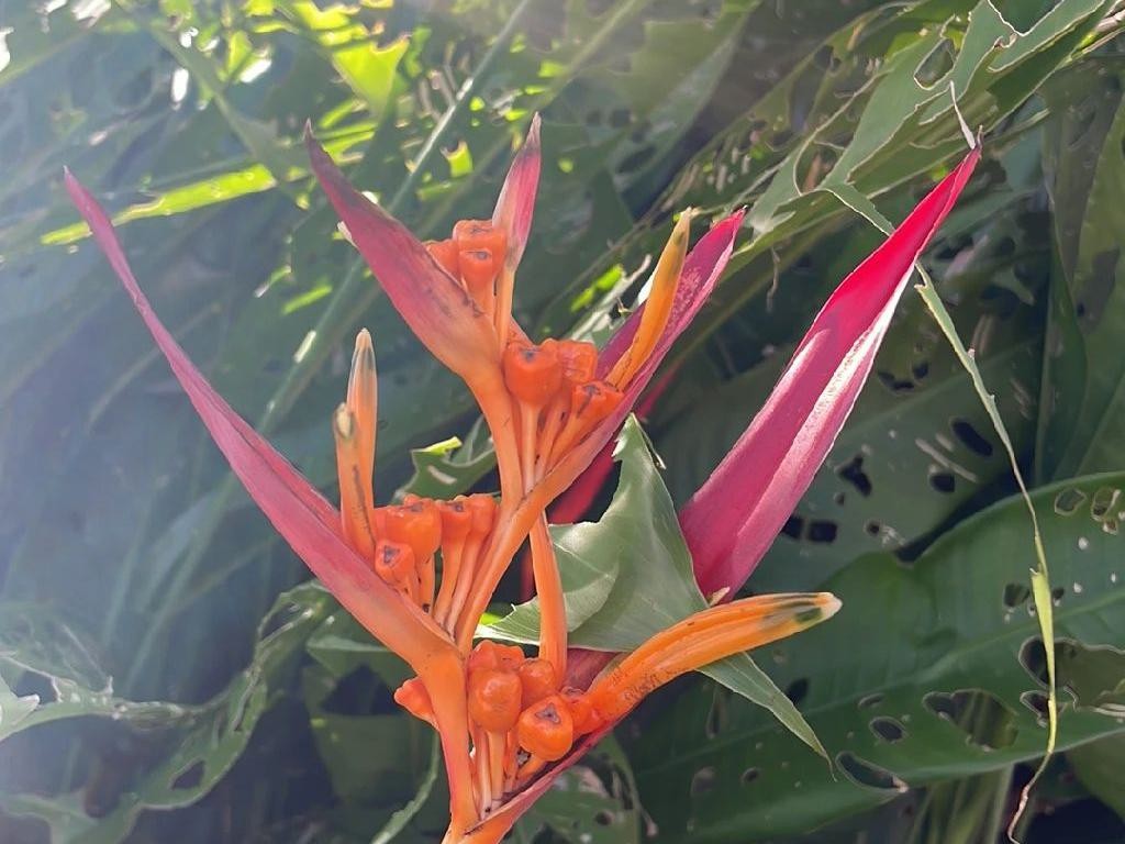 ヘリコニア・プシッタコルムが花を咲かせないのはなぜ？Heliconia psittacorumの花の問題を理解する