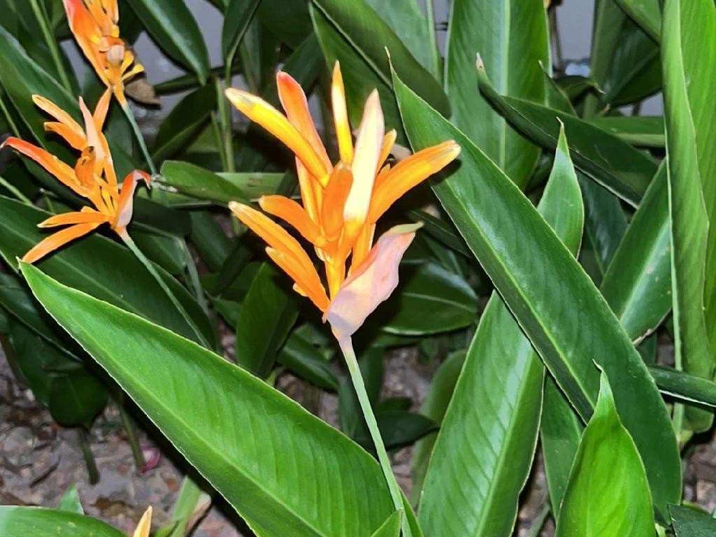 ヘリコニア・プシッタコルムが花を咲かせないのはなぜ？Heliconia psittacorumの花の問題を理解する