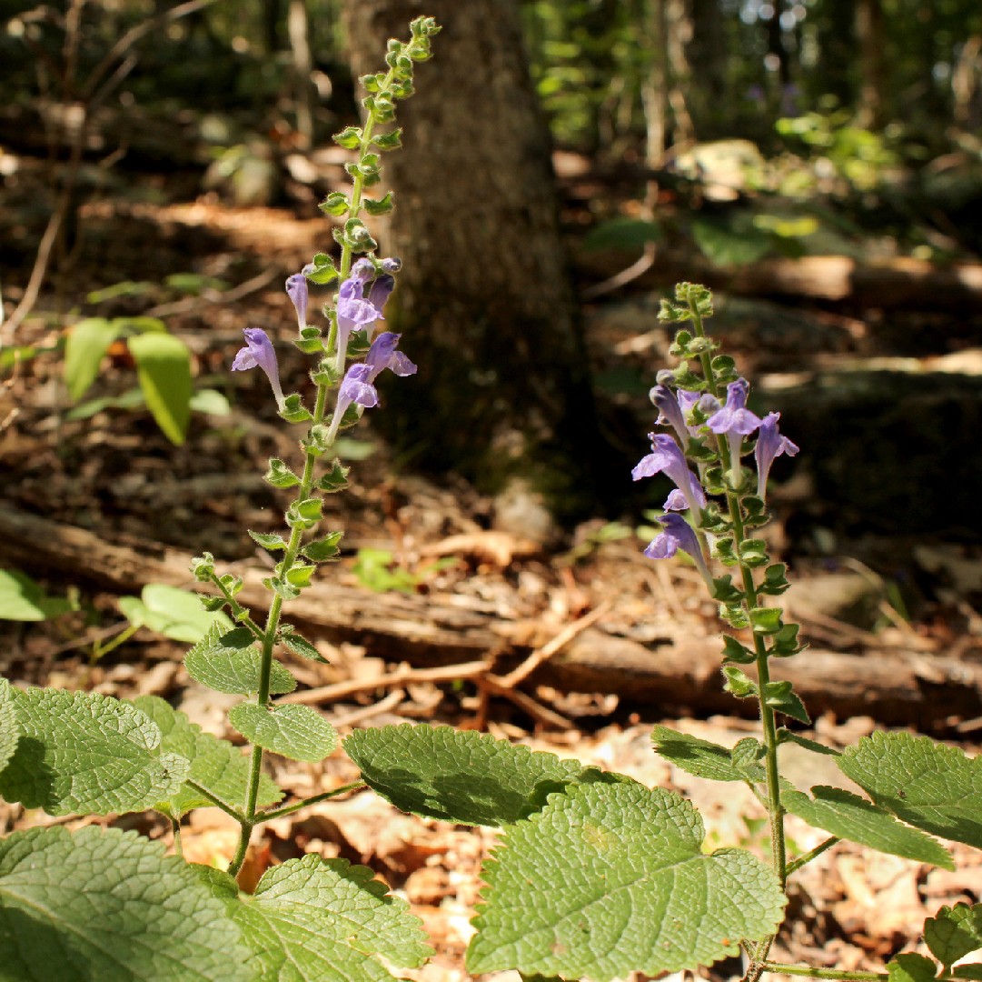 Scutellaria Ovata 花言葉 学名 よくある質問 Picturethis