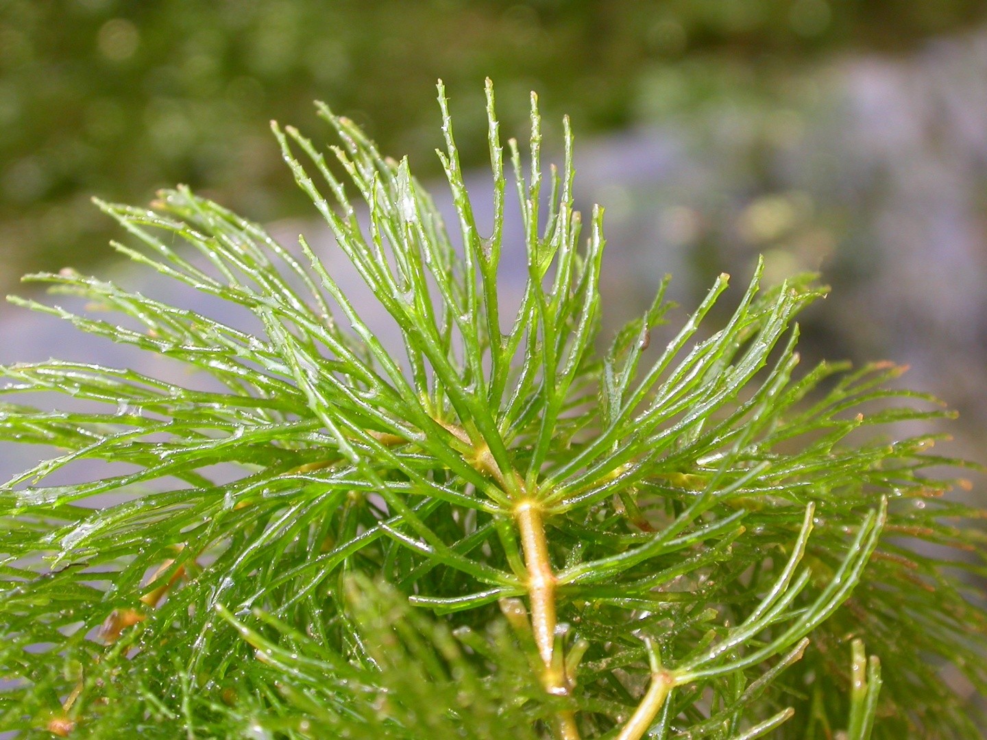 マツモ 松藻 Ceratophyllum Demersum 花言葉 学名 よくある質問 Picturethis