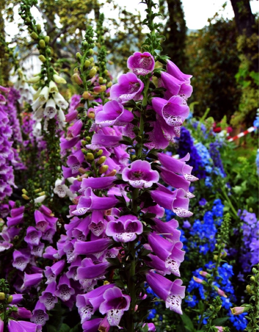 Digitalis Purpurea 'Dalmatian Purple' - PictureThis