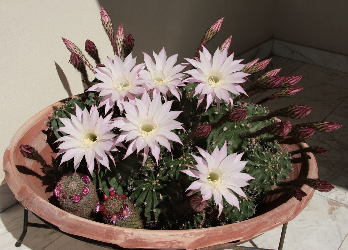 Echinopsis Tubiflora - PictureThis