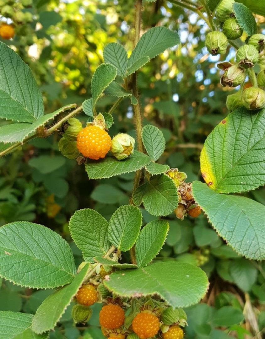 yellow-himalayan-raspberry-rubus-ellipticus-flower-leaf-uses