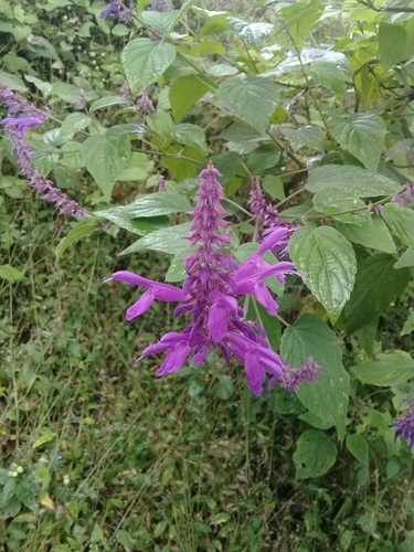 Salvia Purpurea - PictureThis