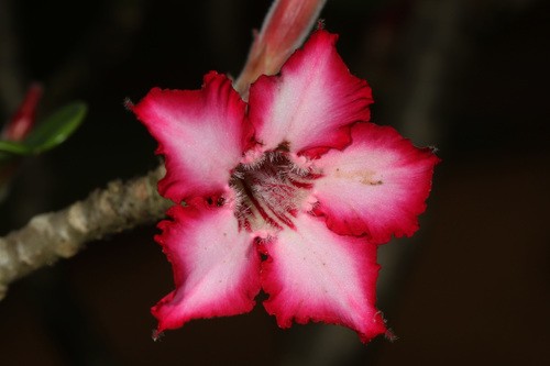 アデニウム属 Adenium 花言葉 学名 よくある質問 Picturethis