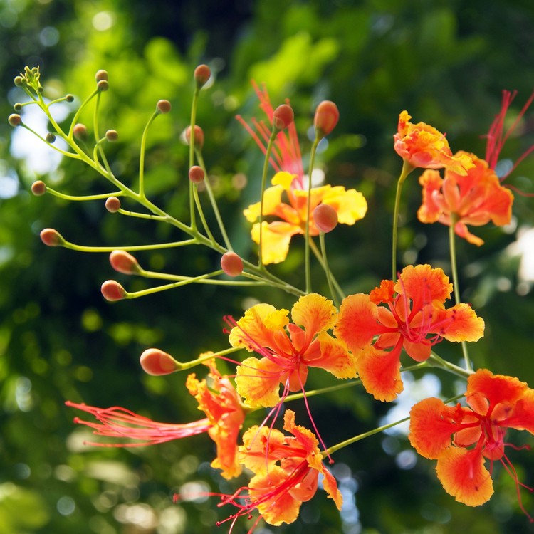 Caesalpinia pulcherrima (Caesalpinia pulcherrima) PictureThis