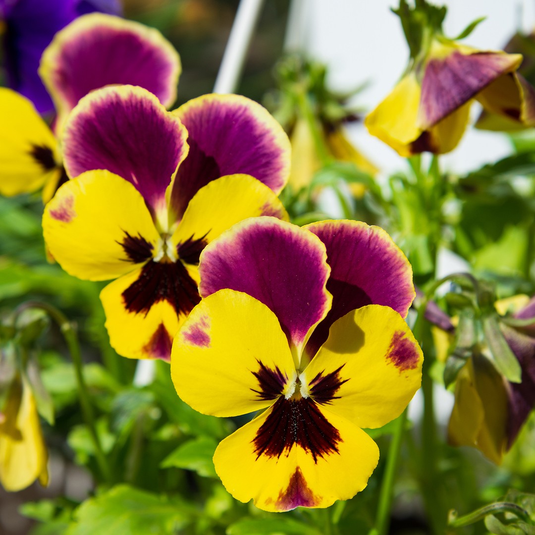 ビオラ トリコロール Viola Tricolor 花言葉 学名 よくある質問 Picturethis