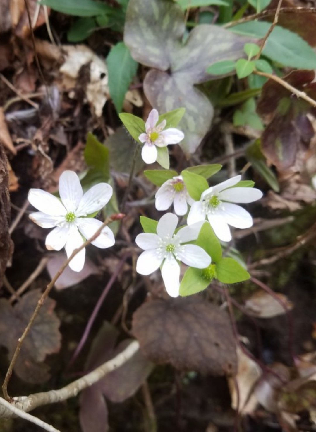 Hepatica Hepatica Picturethis