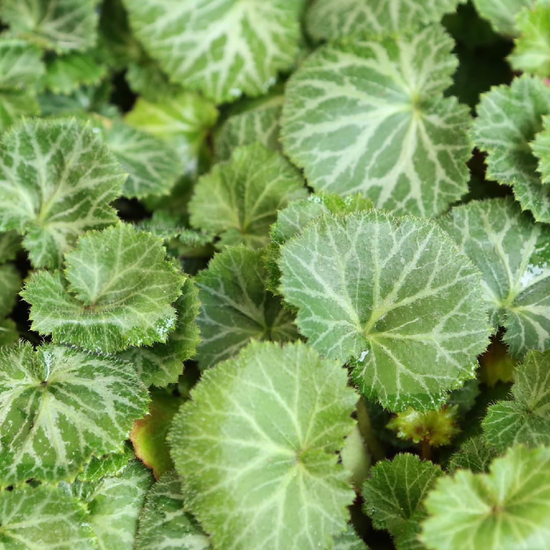 ユキノシタ 雪の下 Saxifraga Stolonifera 花言葉 学名 よくある質問 Picturethis