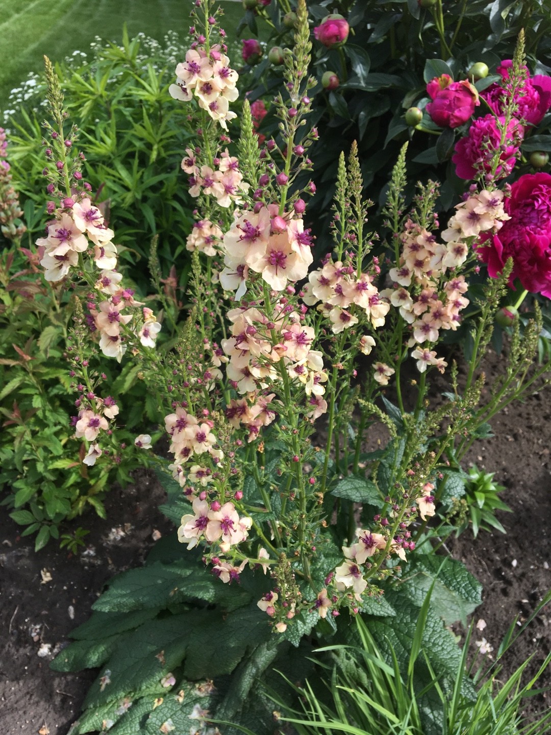 Verbascum × hybrida Southern Charm’ - PictureThis