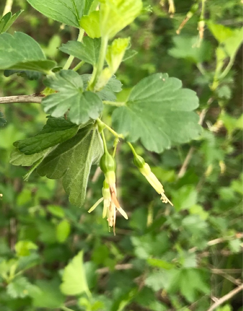 Ribes Missouriense Ribes Missouriense Picturethis