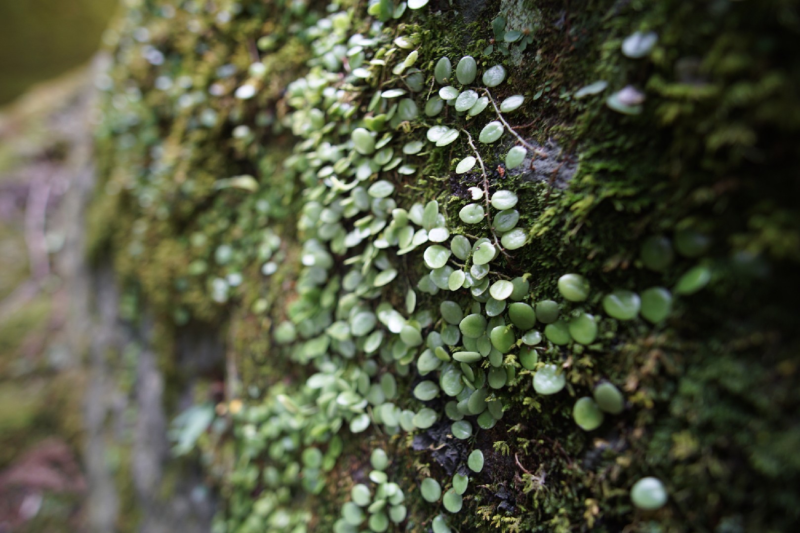 マメヅタ 豆蔦 Lemmaphyllum Microphyllum 花言葉 毒性 よくある質問 Picturethis