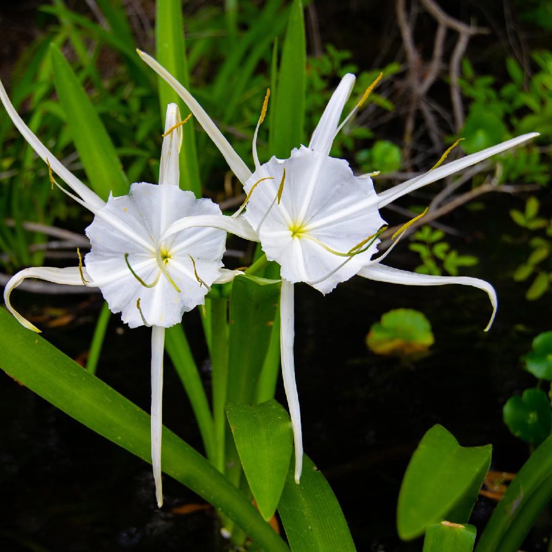 Hymenocallis Liriosme 花言葉 学名 よくある質問 Picturethis