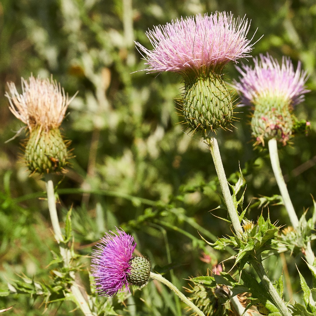 Cirsium Texanum 花言葉 学名 よくある質問 Picturethis