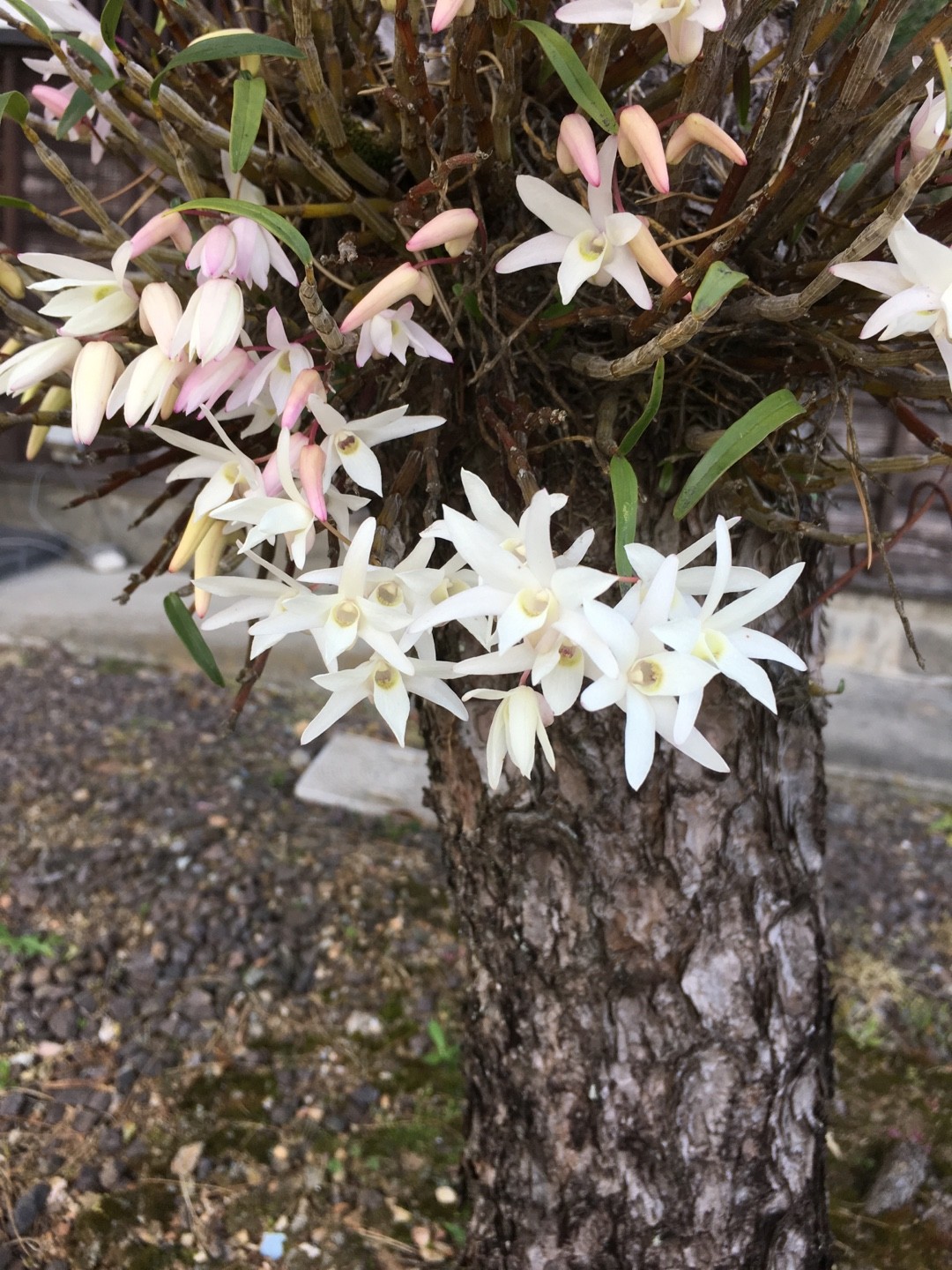 セッコク 石斛 Dendrobium Moniliforme 花言葉 学名 よくある質問 Picturethis