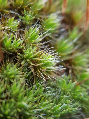 スギゴケ属 Polytrichum 花言葉 学名 よくある質問 Picturethis