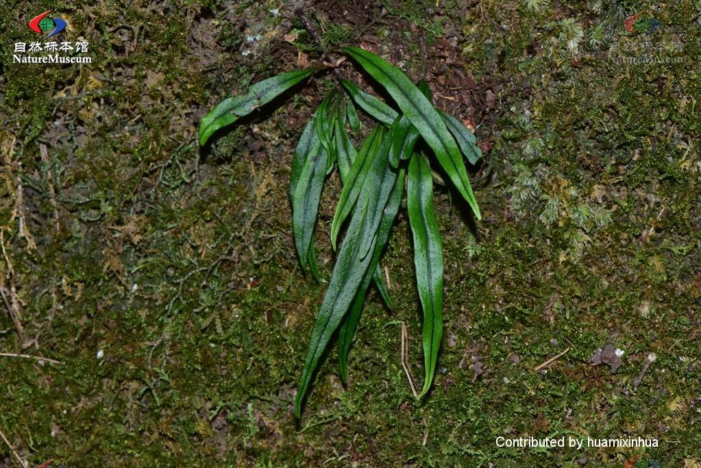 ノキシノブ属 Lepisorus 花言葉 学名 よくある質問 Picturethis