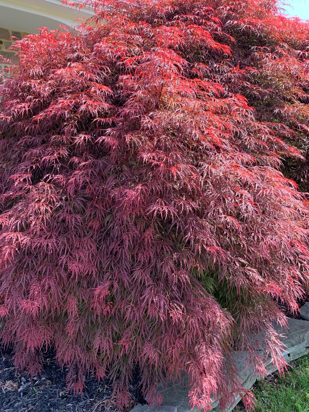 Acer palmatum var. dissectum 'Inaba' (Acer palmatum var. dissectum ...