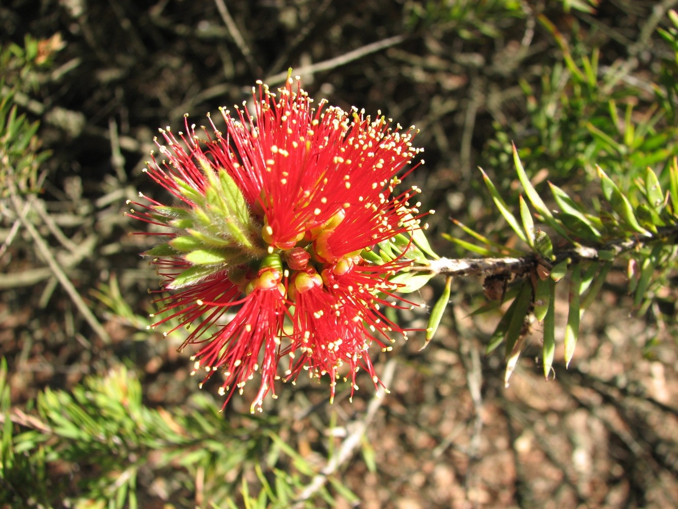 Callistemon Pearsonii - PictureThis