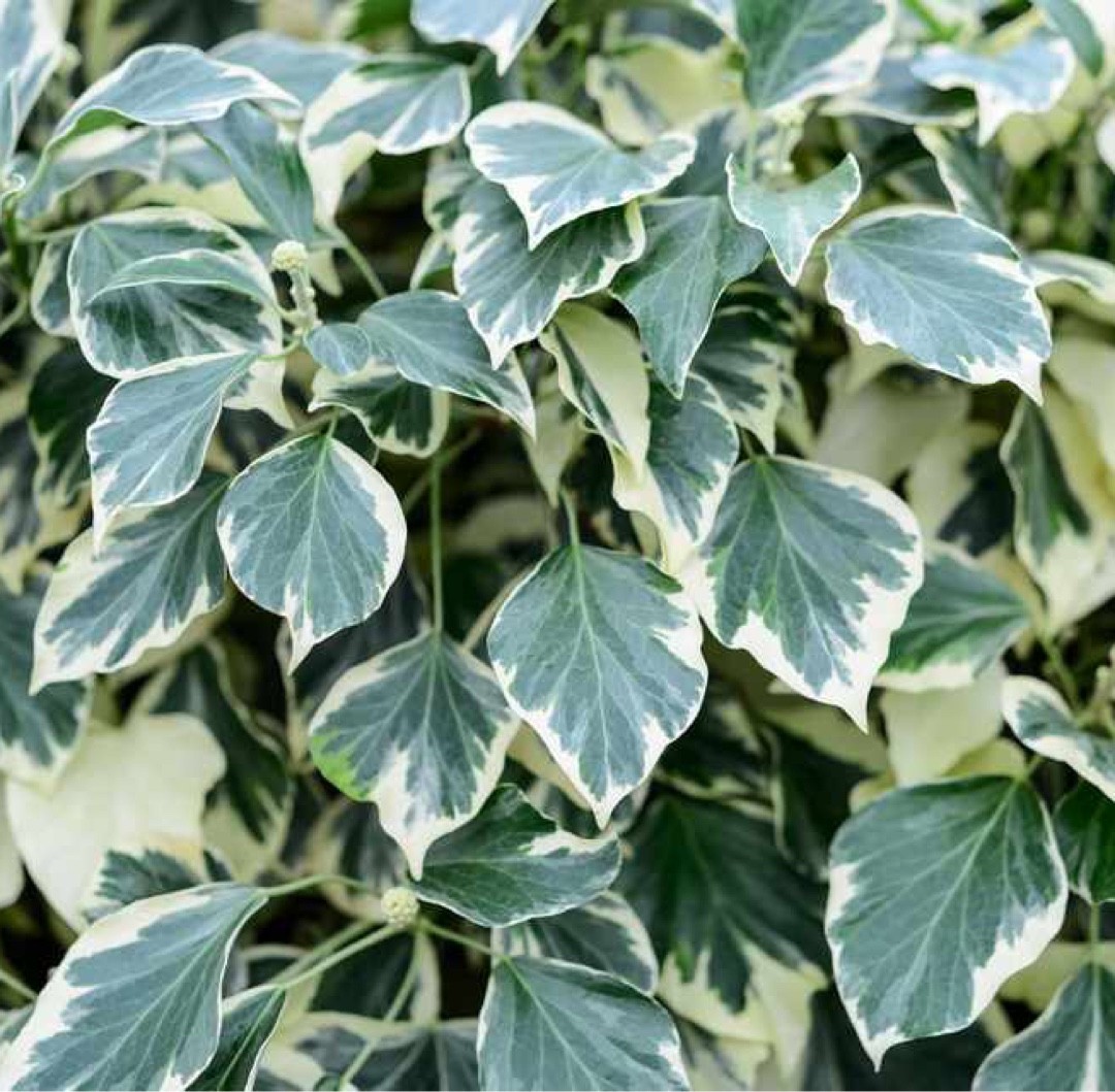 Hedera (Hedera) - PictureThis