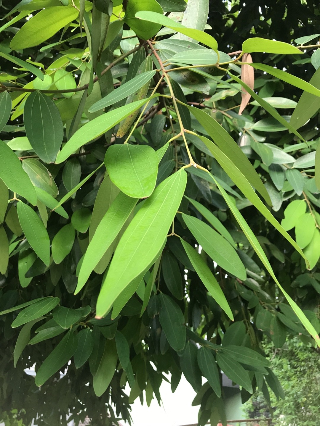 Canela Aromática Cinnamomum Cassia Picturethis