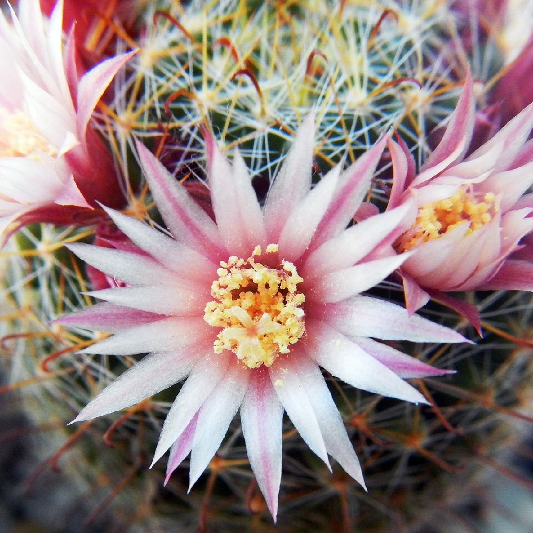 Mammillaria Crinita日常養生 育て方 潅水 施肥 剪定 病気 Picturethis