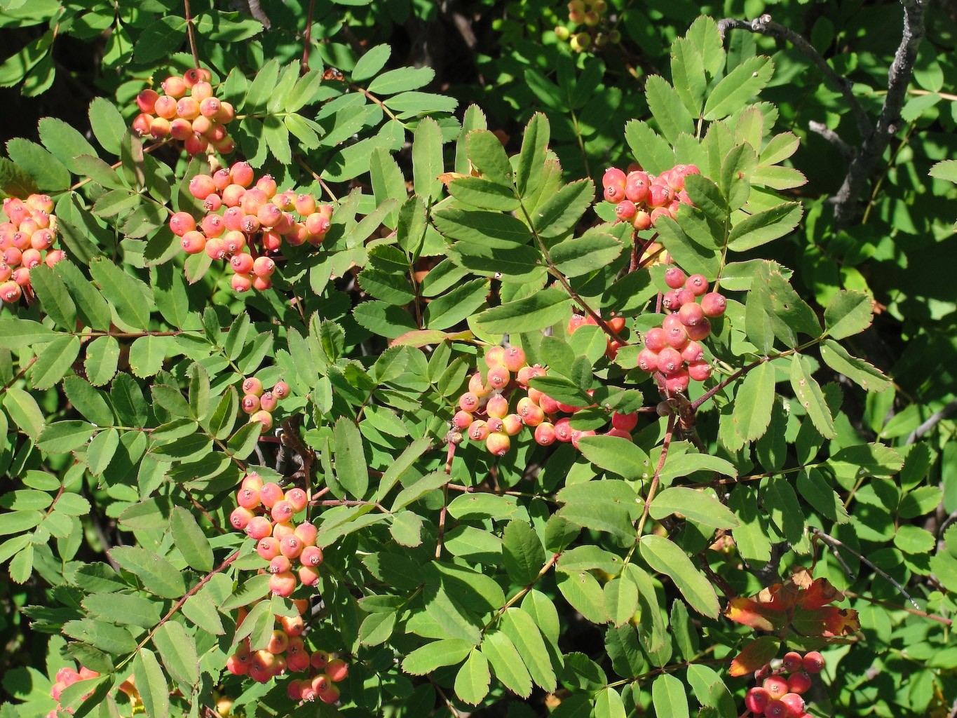 Sorbus 花言葉 学名 よくある質問 Picturethis