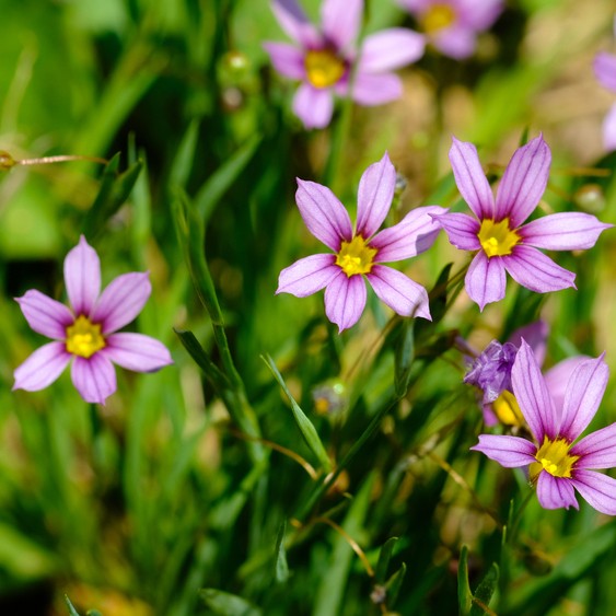 Sisyrinchium Rosulatum 花言葉 学名 よくある質問 Picturethis