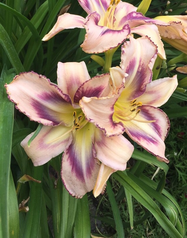 Daylilies Destined To See Hemerocallis Destined To See Flower