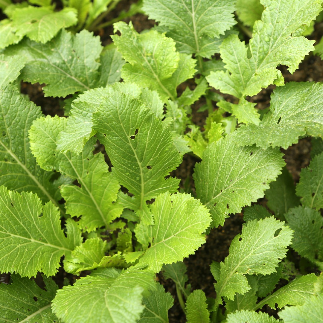 Brassica Juncea Cuidados Plantando Fertilizantes Enfermedades Picturethis