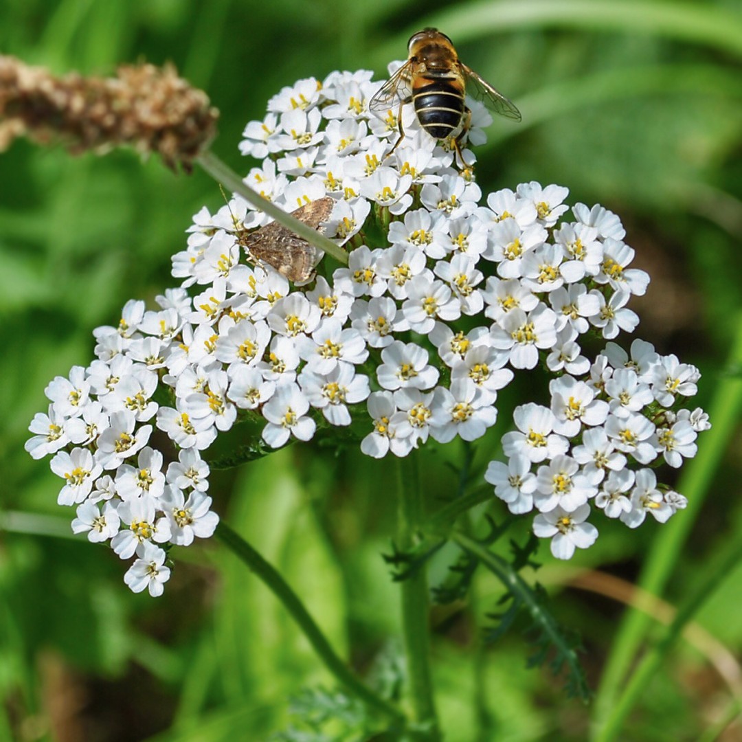 Achillea Millefolium Var Occidentalis 花言葉 学名 よくある質問 Picturethis