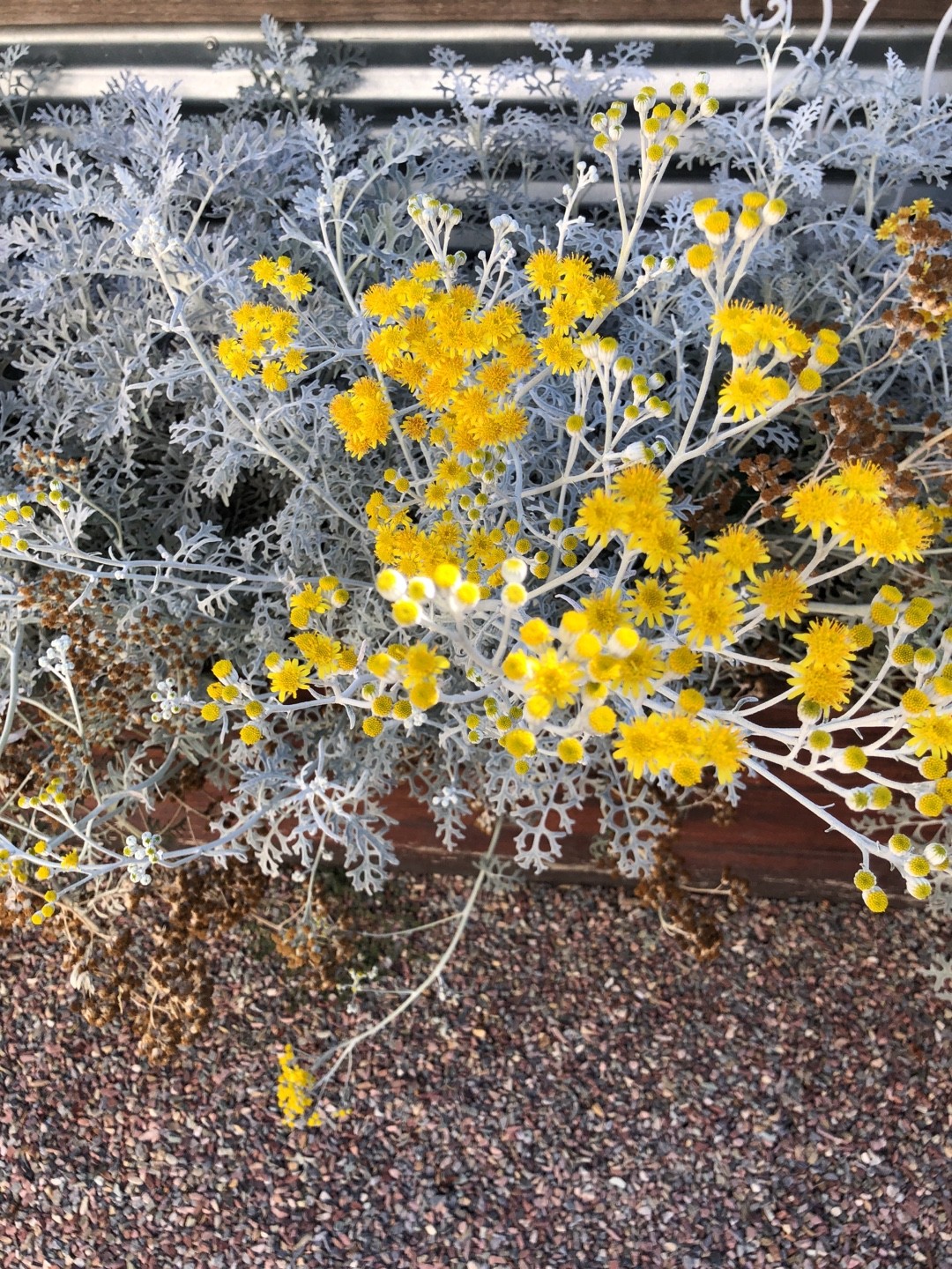 シロタエギク 白妙菊 Jacobaea Maritima 花言葉 学名 よくある質問 Picturethis