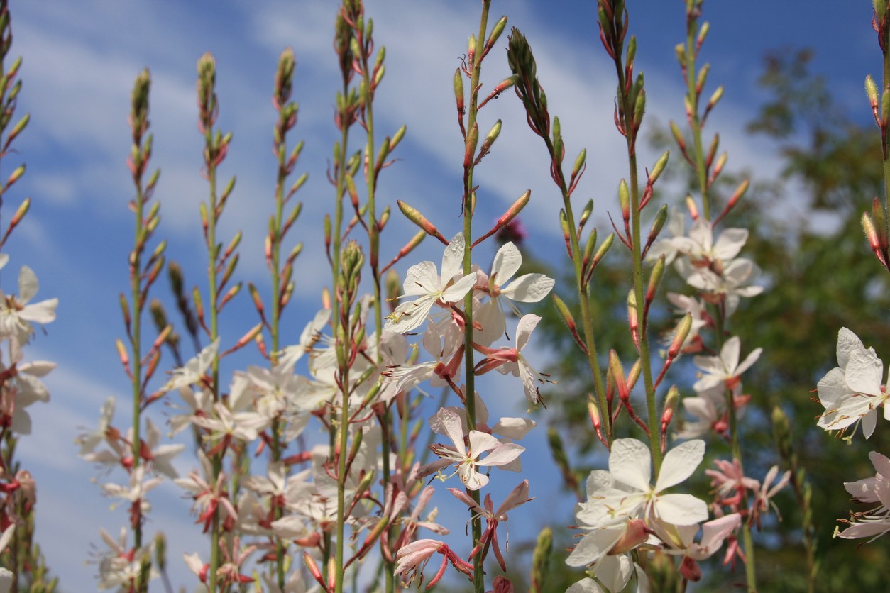 Oenothera lindheimeri 'Whirling Butterflies' Flower, Leaf, Uses ...