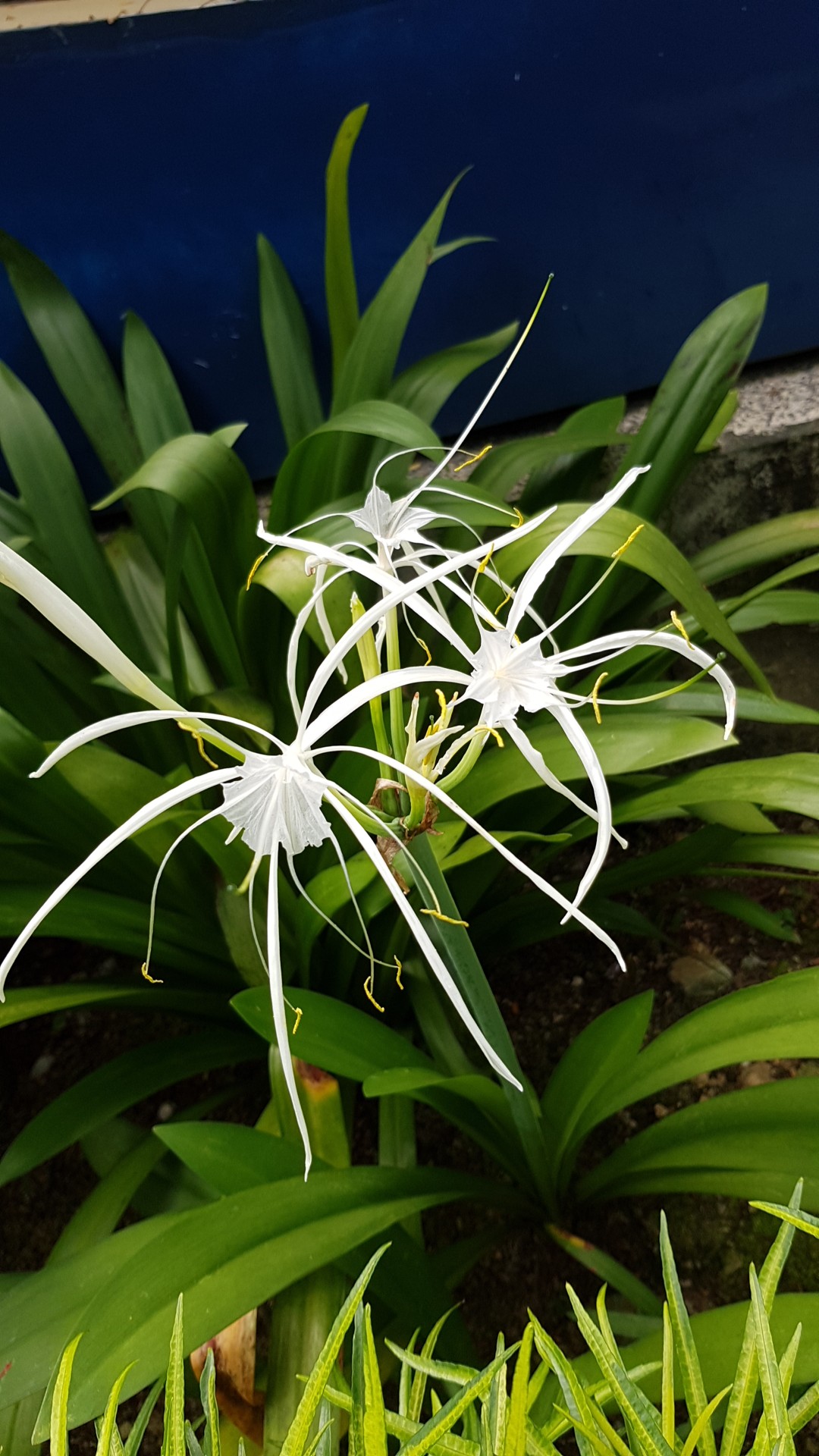 Hymenocallis Speciosa 花言葉 学名 よくある質問 Picturethis