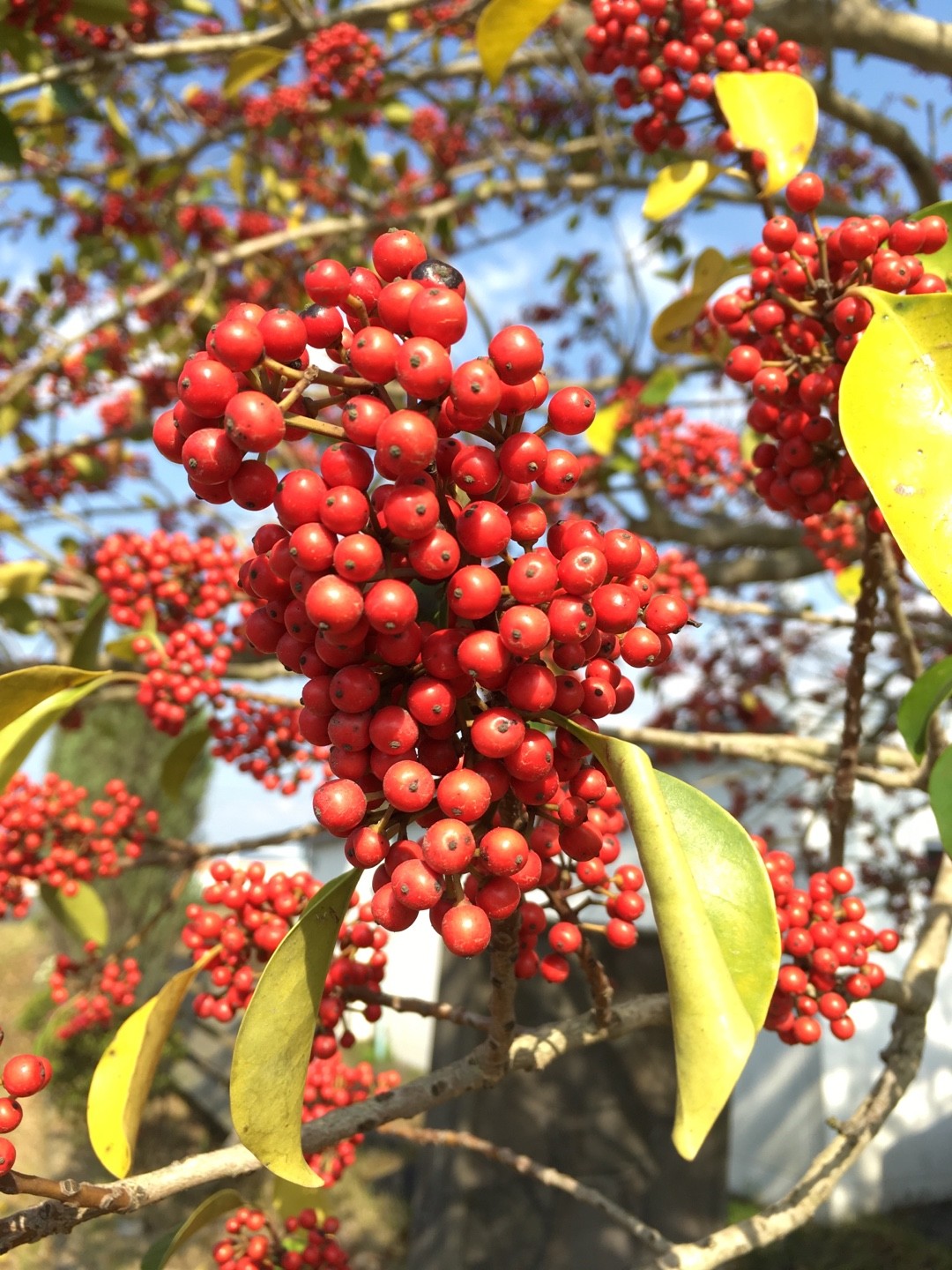 クロガネモチ Ilex Rotunda 花言葉 学名 よくある質問 Picturethis