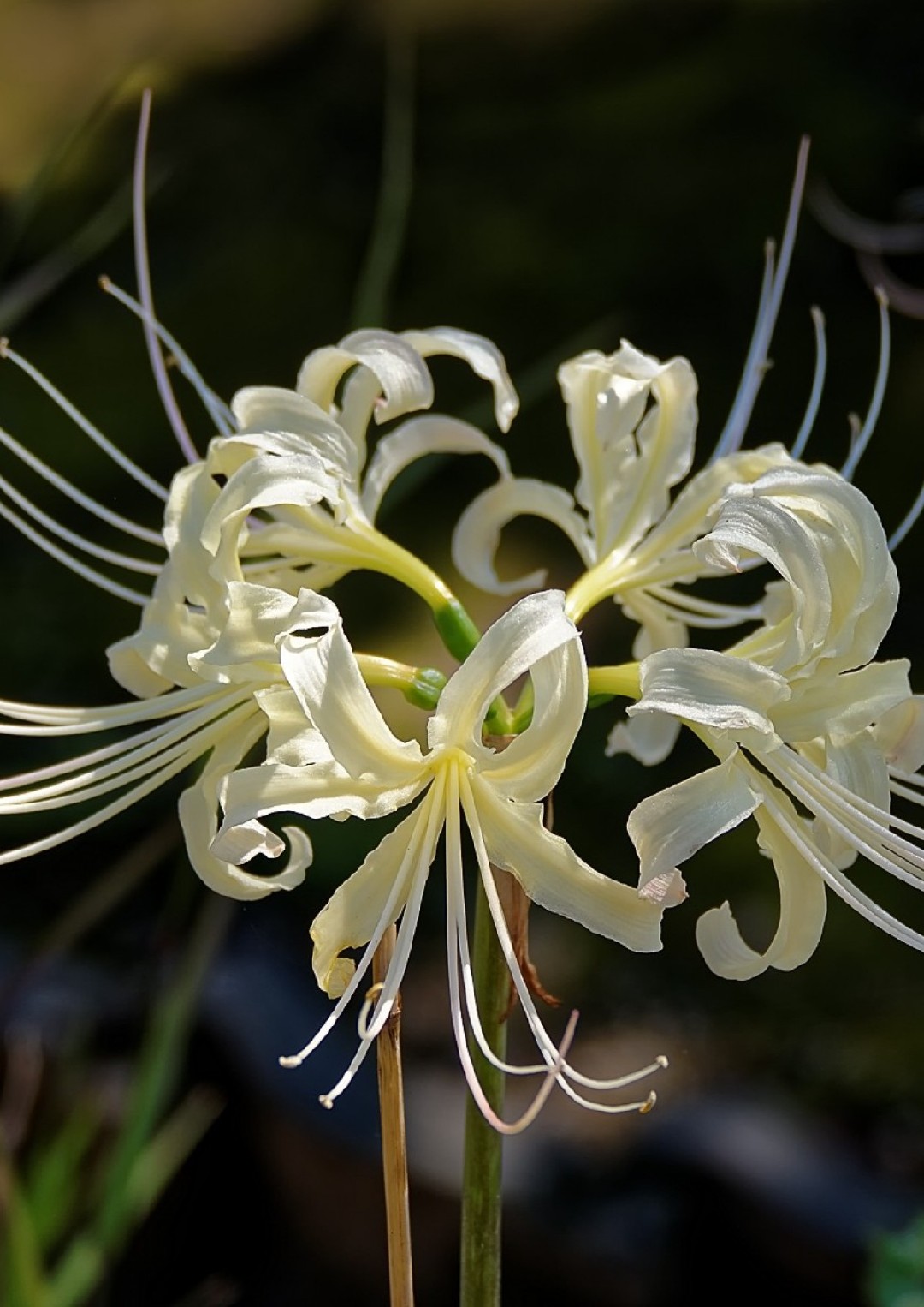 リコリス ストラミネア Lycoris Straminea 花言葉 学名 よくある質問 Picturethis