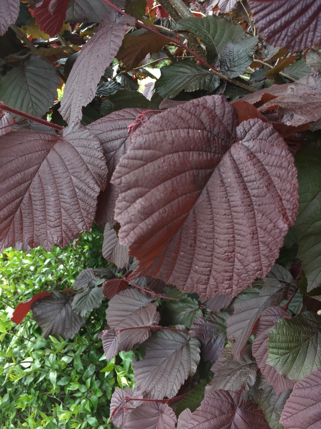 フィルバート Corylus Maxima 花言葉 学名 よくある質問 Picturethis