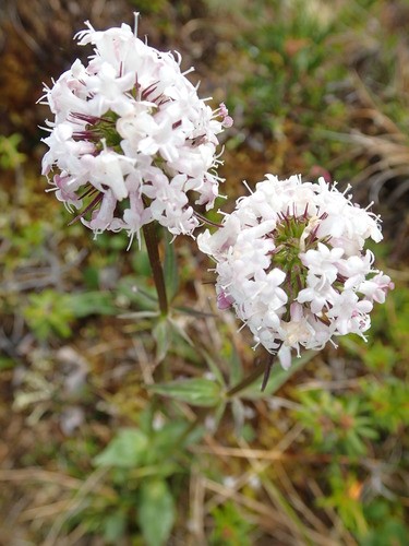 Valeriana Capitata 花言葉，学名，よくある質問 - PictureThis