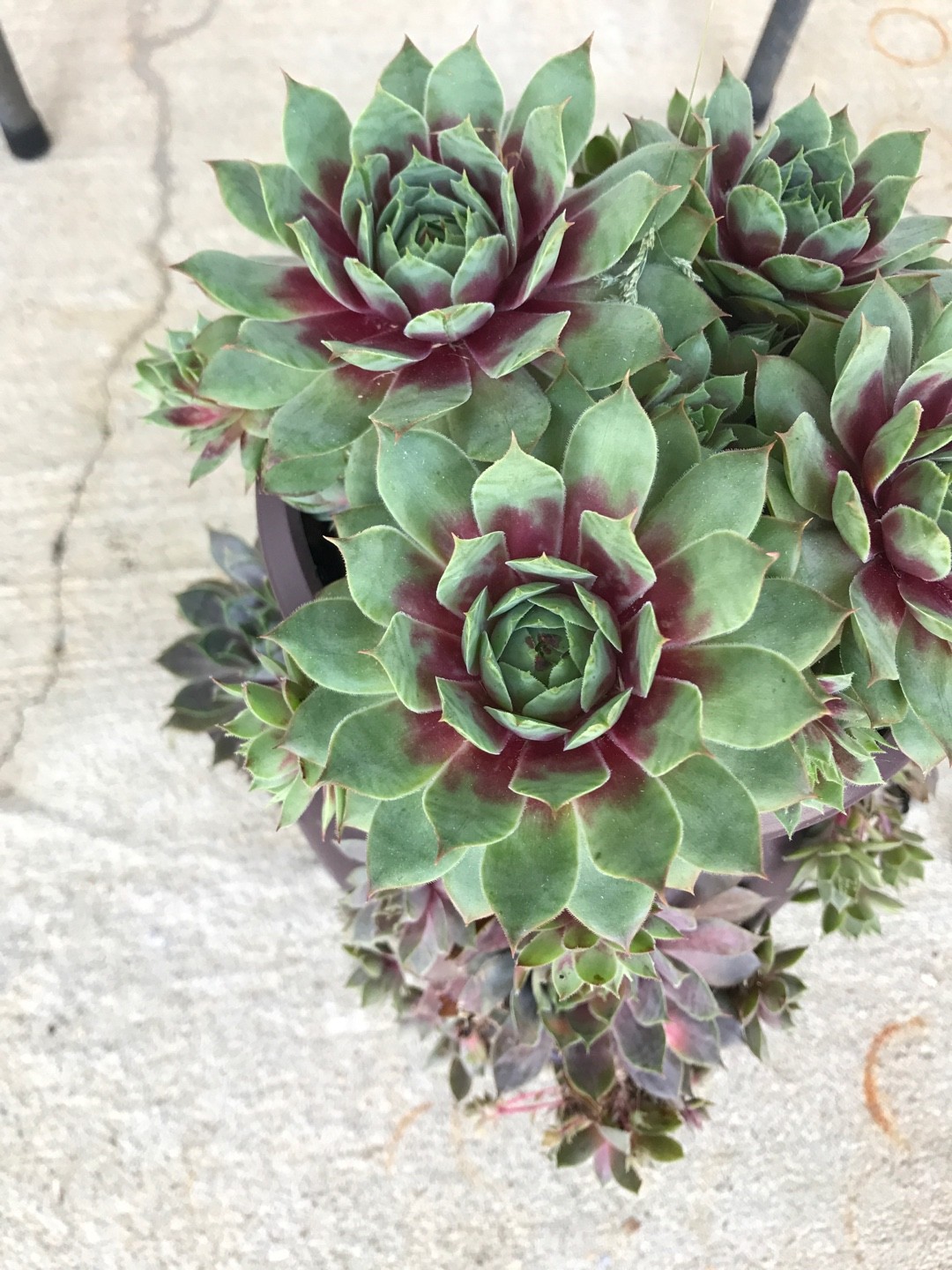 Sempervivum 'Cranberry Cocktail' Flower, Leaf, Uses - PictureThis