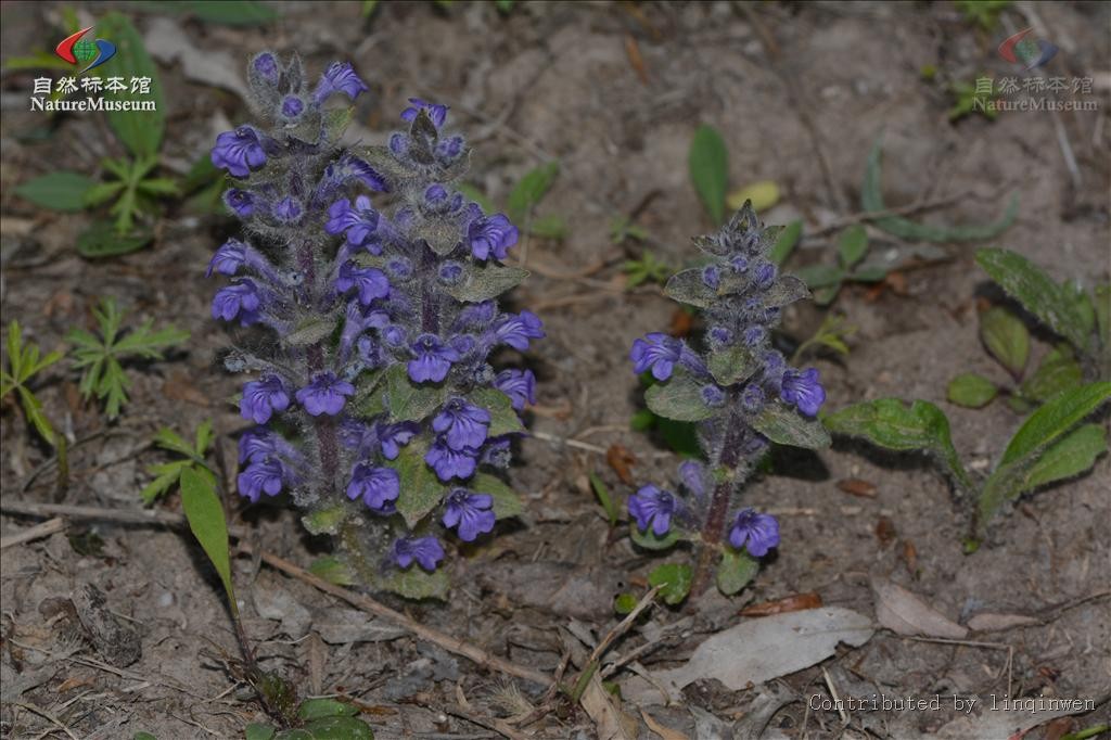 ルリカコソウ Ajuga Multiflora 花言葉 学名 よくある質問 Picturethis