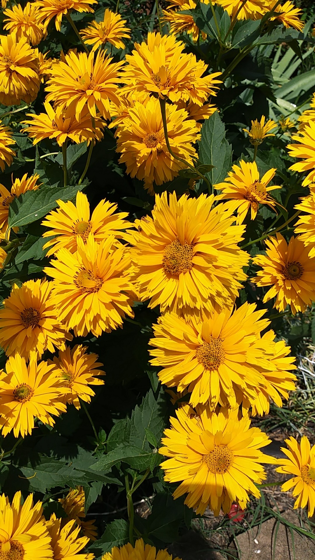 Heliopsis helianthoides var. scabra ‘Goldgefieder’ - PictureThis