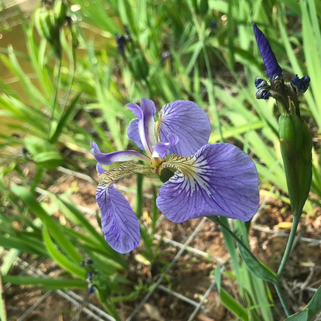 ヒオウギアヤメ 檜扇菖蒲 Iris Setosa 花言葉 学名 よくある質問 Picturethis