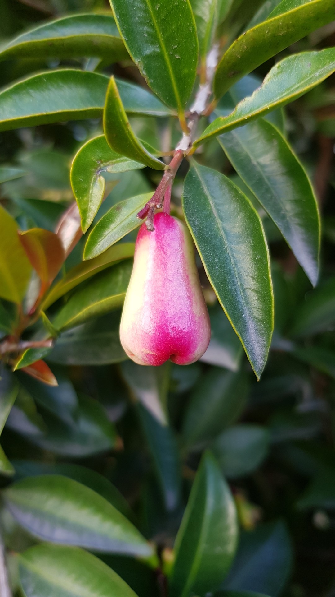 Cuántos tipos de plantas frutales hay en Azogues? - PictureThis