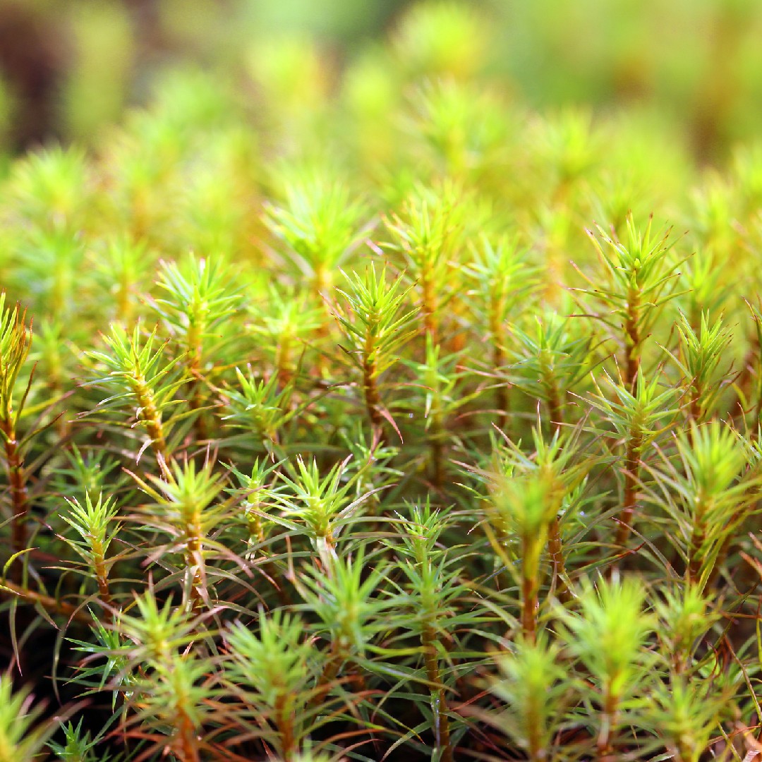 ウマスギゴケ 馬杉蘚 Polytrichum Commune 花言葉 学名 よくある質問 Picturethis