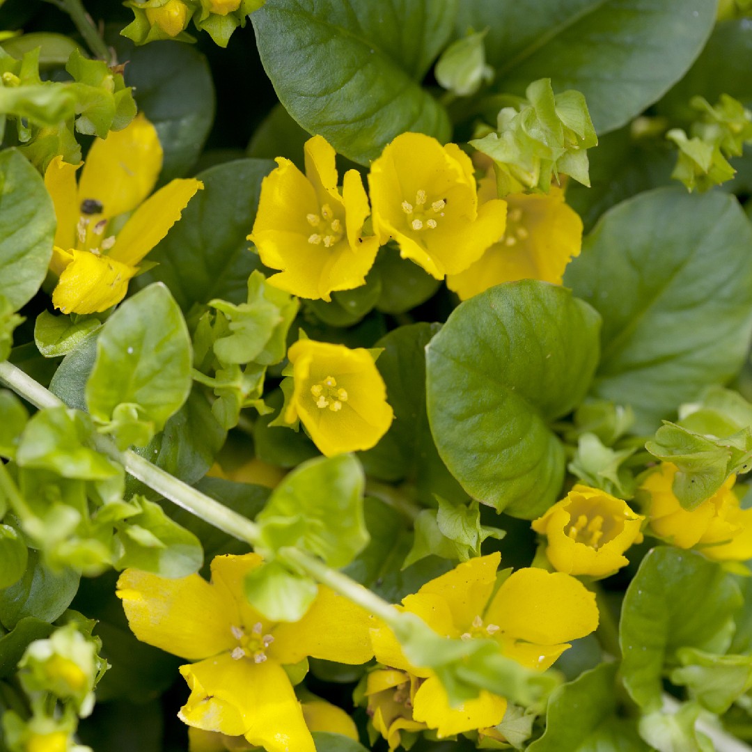 コバンコナスビ 小判小茄子 Lysimachia Nummularia 花言葉 学名 よくある質問 Picturethis