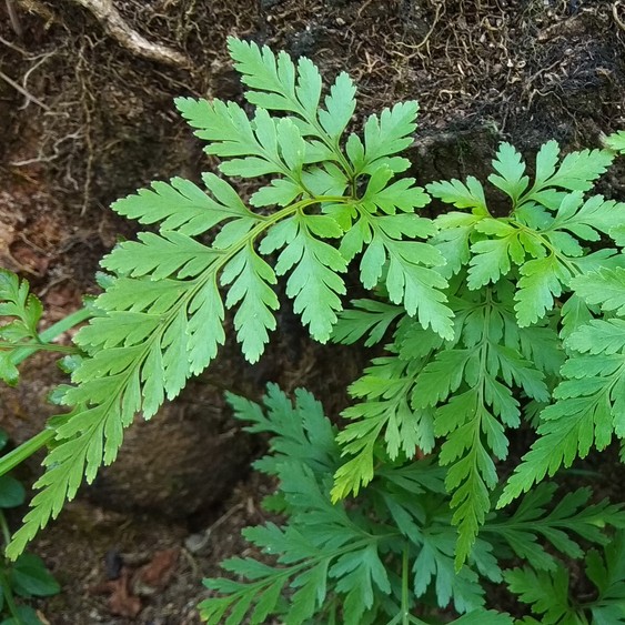 ミヤマカワリシダ Asplenium Adiantum Nigrum 花言葉 学名 よくある質問 Picturethis